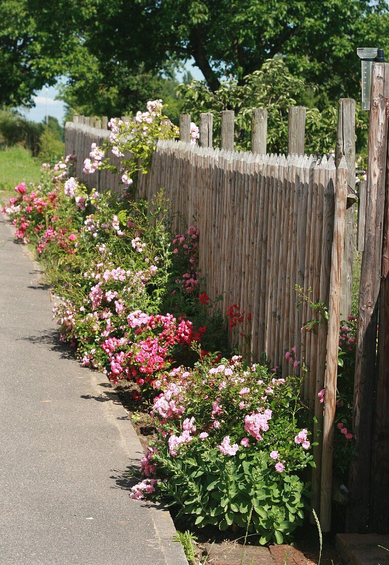 Roses growing along garden fence