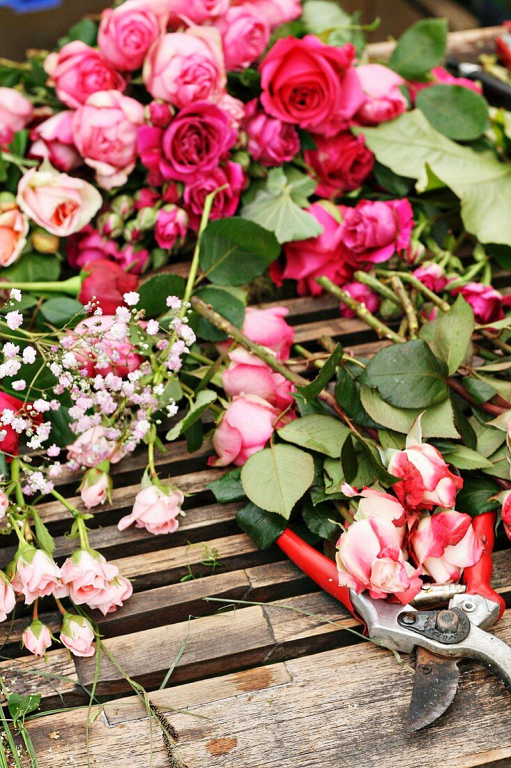 Geschnittene Rosen mit Gartenschere
