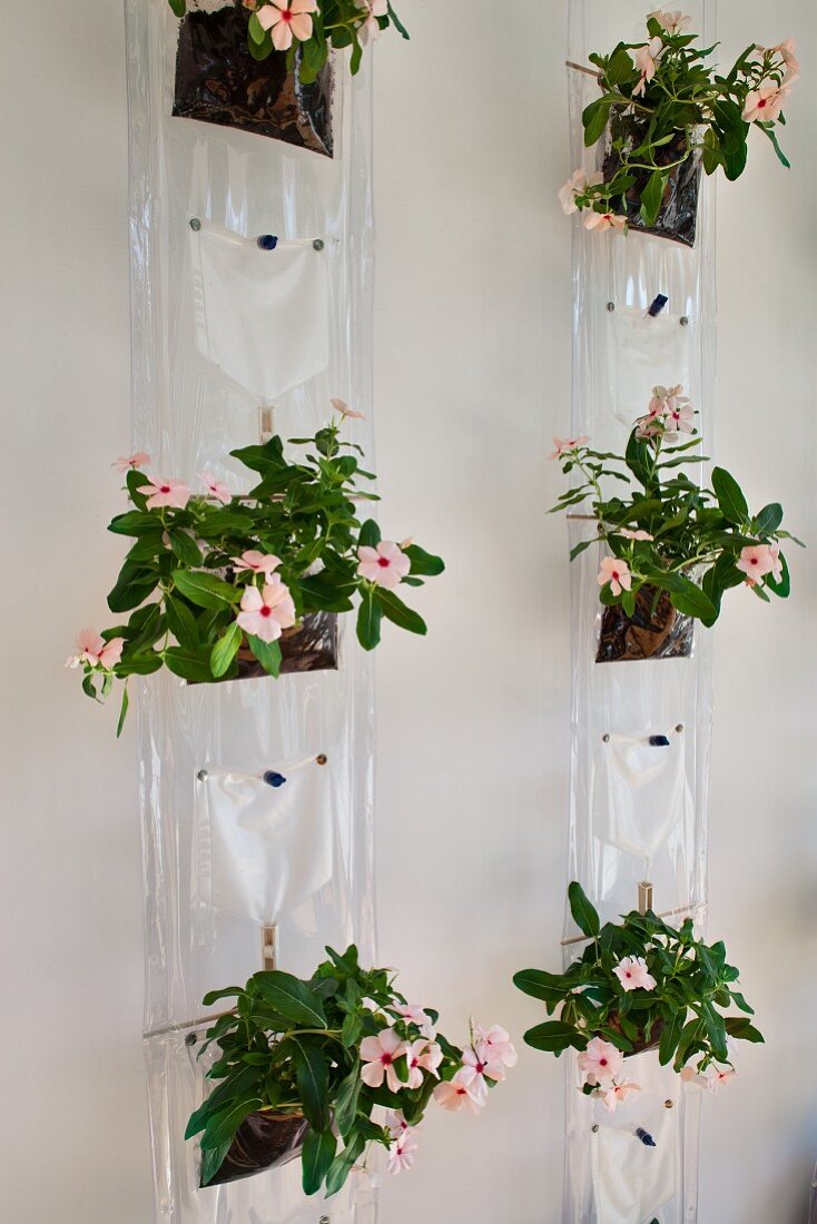 Flowering plants planted in transparent plastic bags hanging on wall