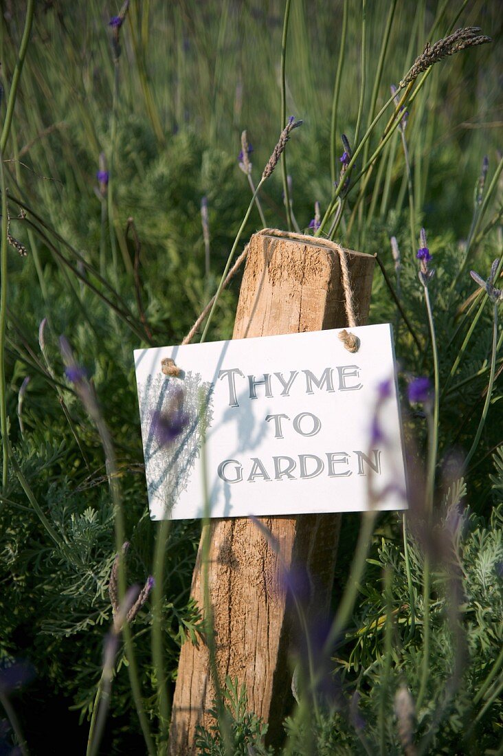 Sign hung on rustic wooden post amongst lavender flowers in garden