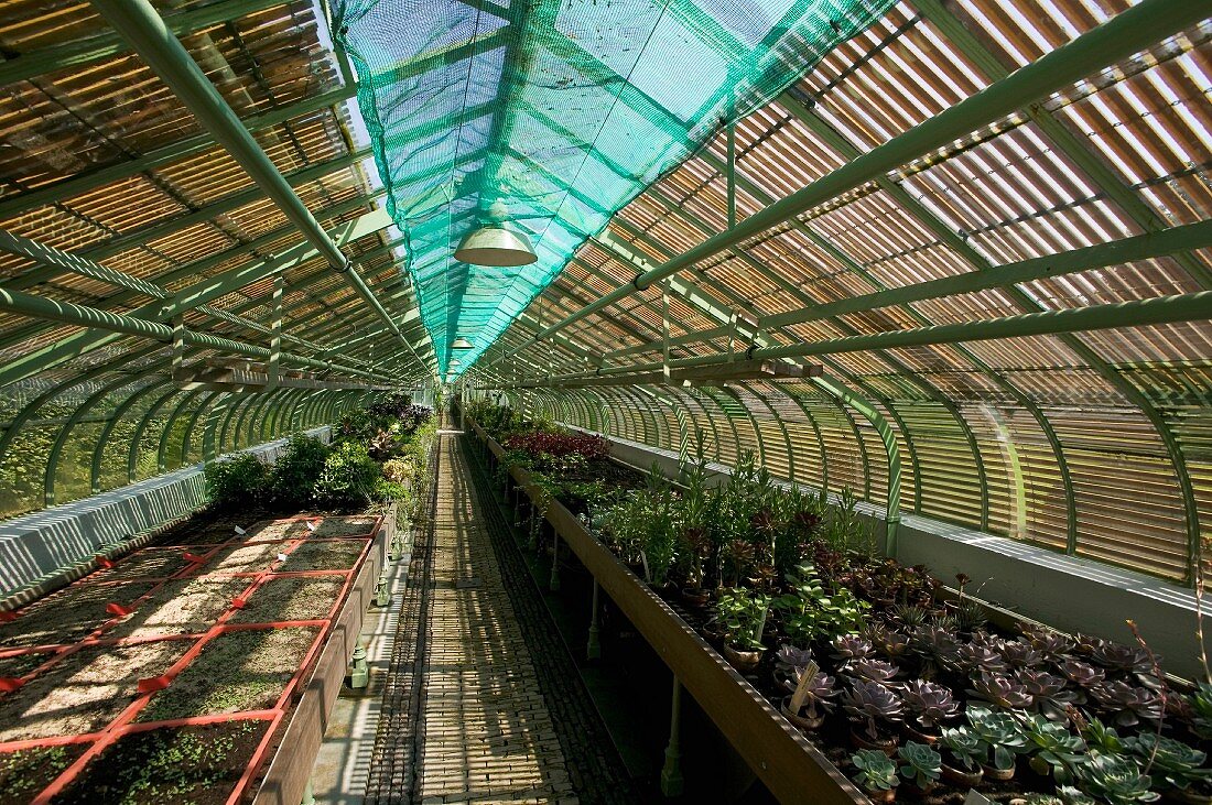 Pattern of light and shade falling through slatted roof structure in long greenhouse