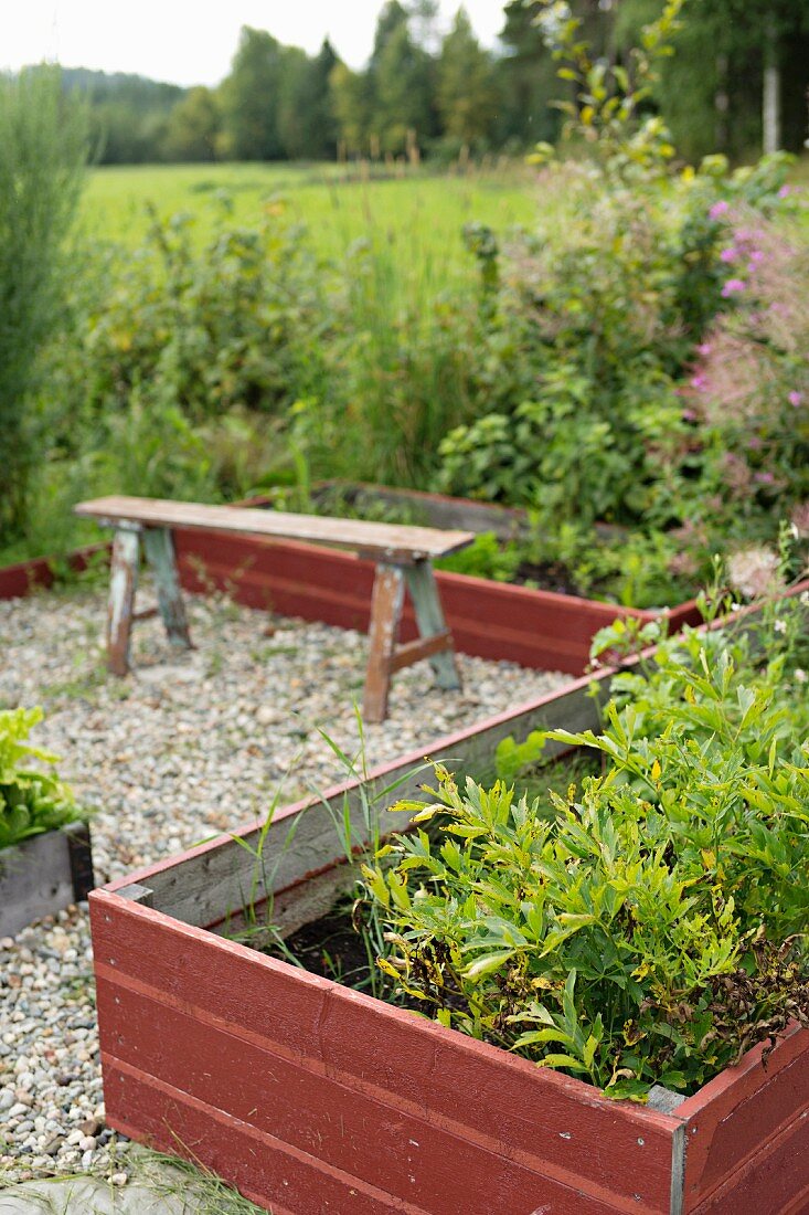 Raised beds with wooden surrounds painted rusty red in garden with rustic bench on gravel floor in background