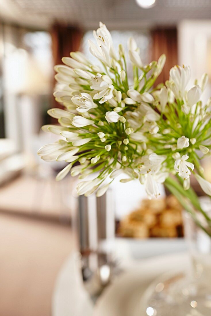 White umbels of flowers on stalks against blurred interior in background