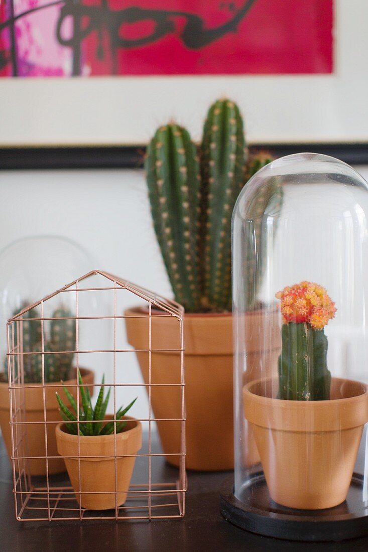 Collection of cacti under glass covers and wire, house-shaped cover