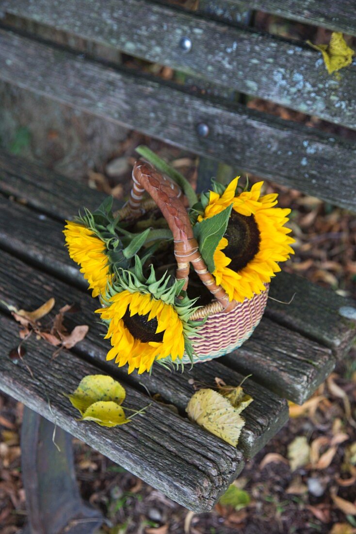 Sonnenblumen im Korb und Laubblätter auf verwitterter Holzbank im Freien