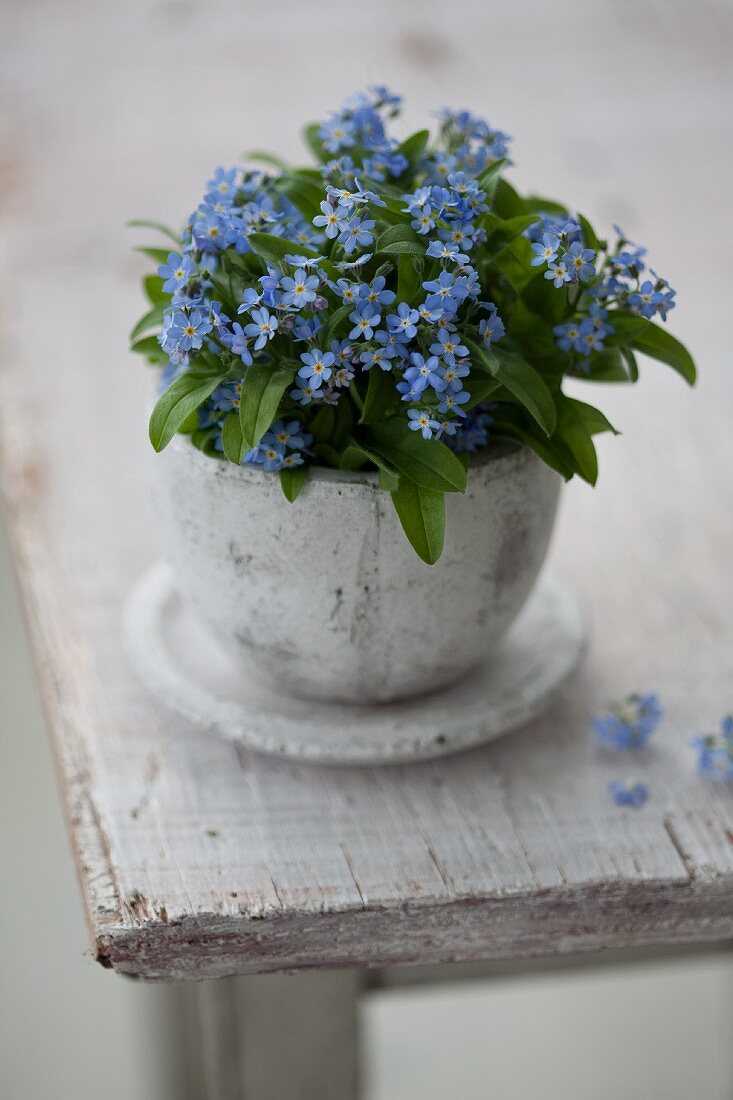 Posy of forget-me-nots in pot on wooden table