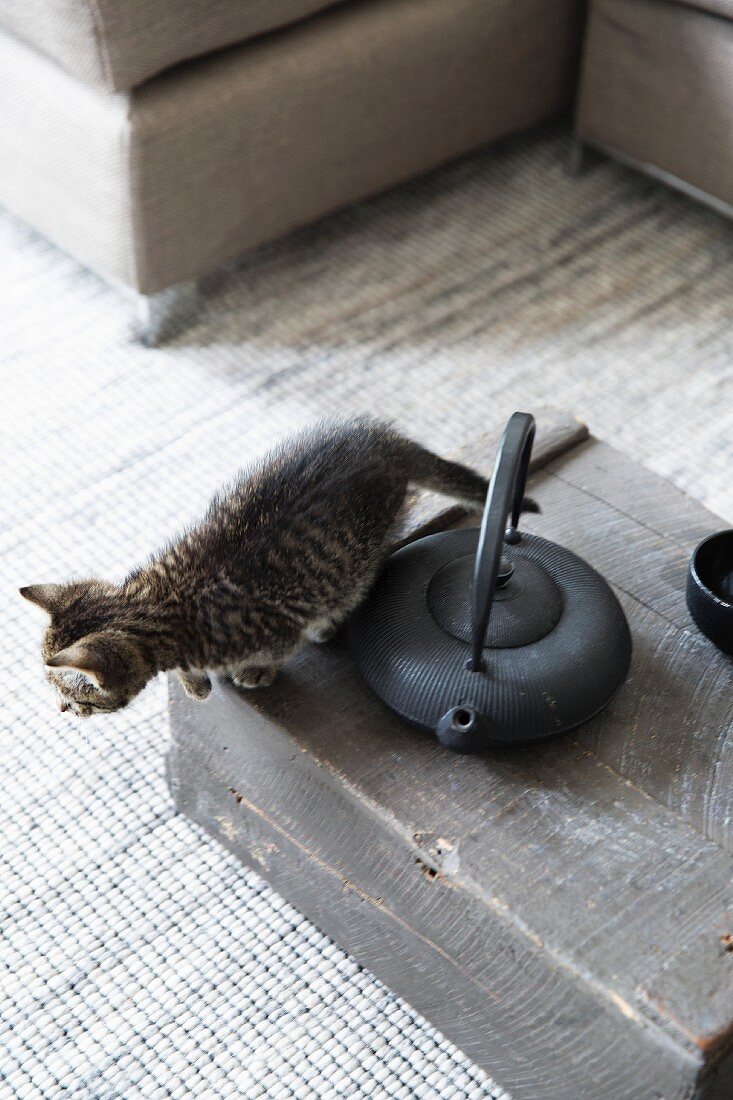 Cat next to teapot on wooden crate
