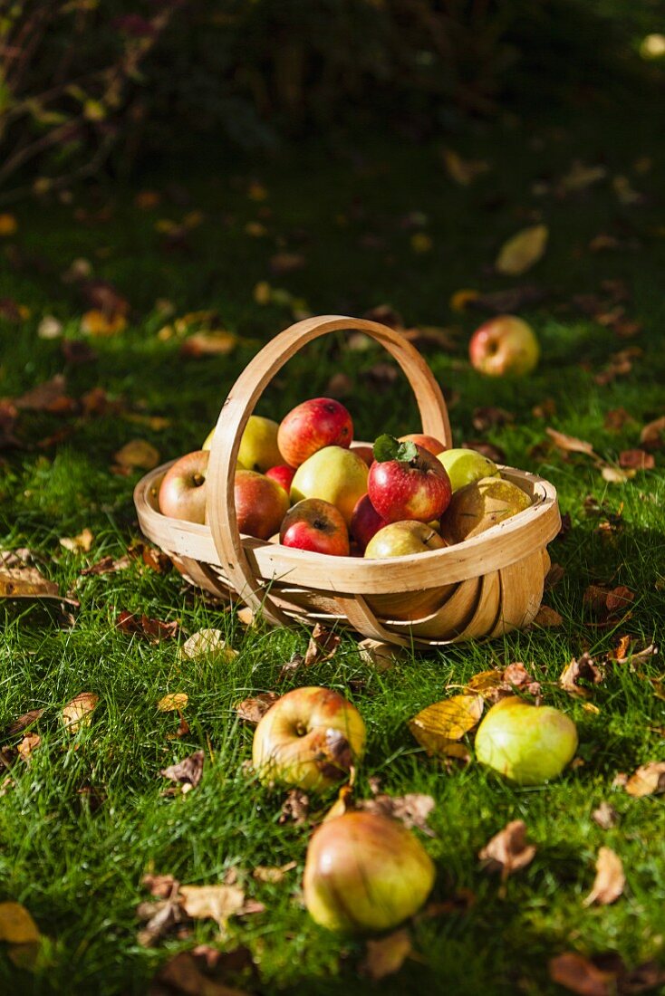 Geerntete Äpfel im Korb auf der Wiese