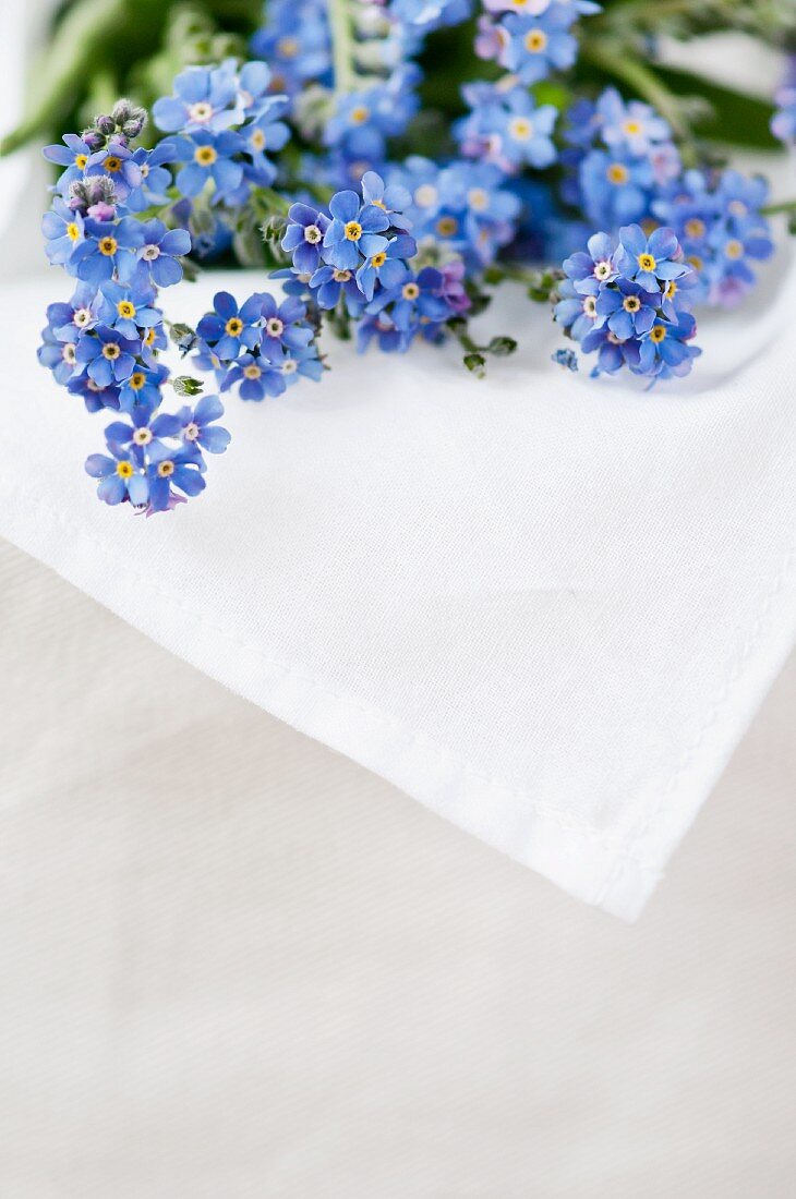 Posy of forget.me-not wrapped in white cloth