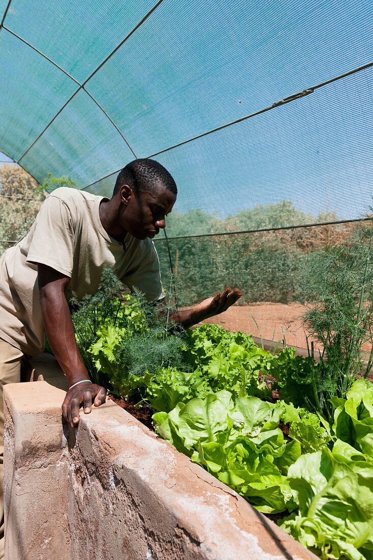 Wolwedans, NamibRand Privatreservat, Namibia, Afrika - Salate und Kräuter wachsen im Treibhaus in der Versorgungsstation im 'Base Camp'