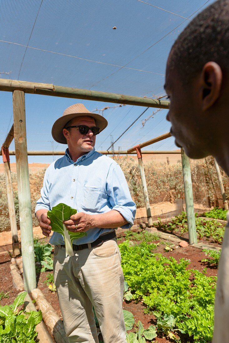 Wolwedans, NamibRand Privatreservat, Namibia, Africa – lettuce growing in the greenhouse, Mr. Brückner and a worker