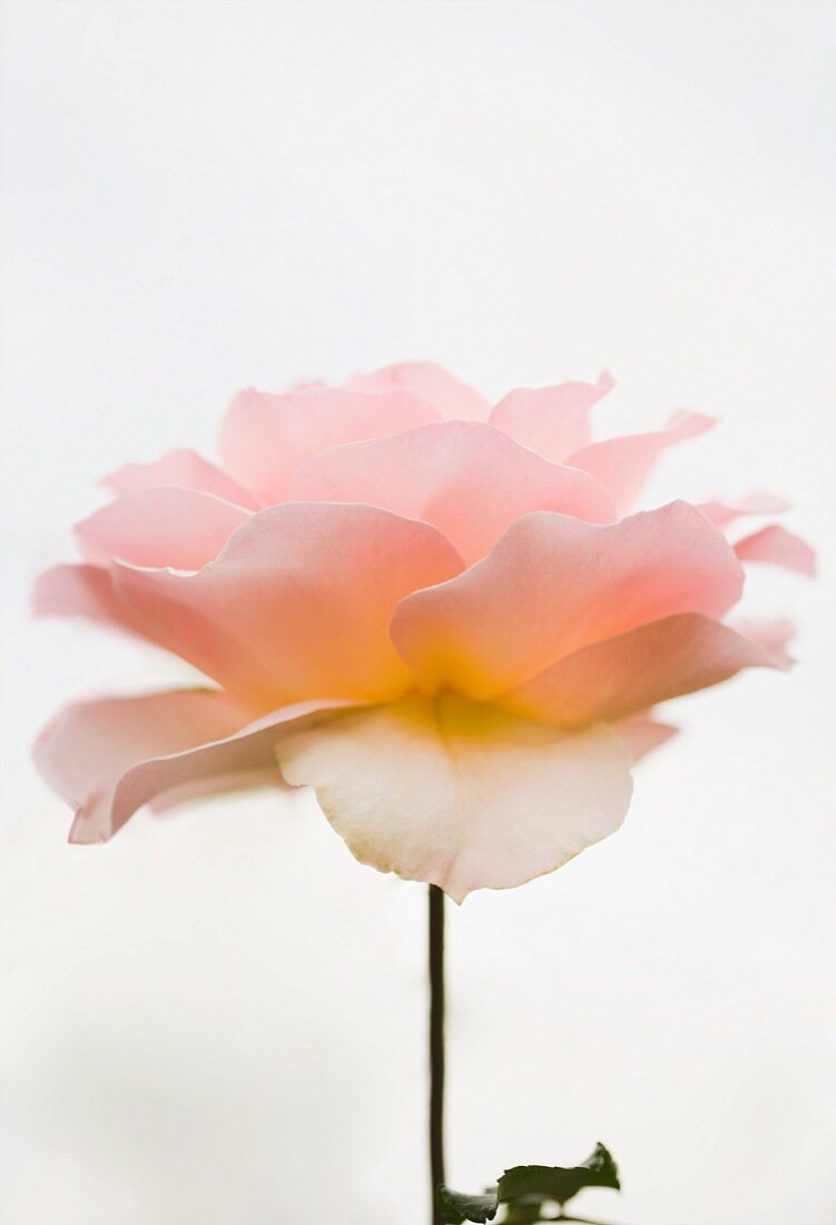 Close-up of pink rose