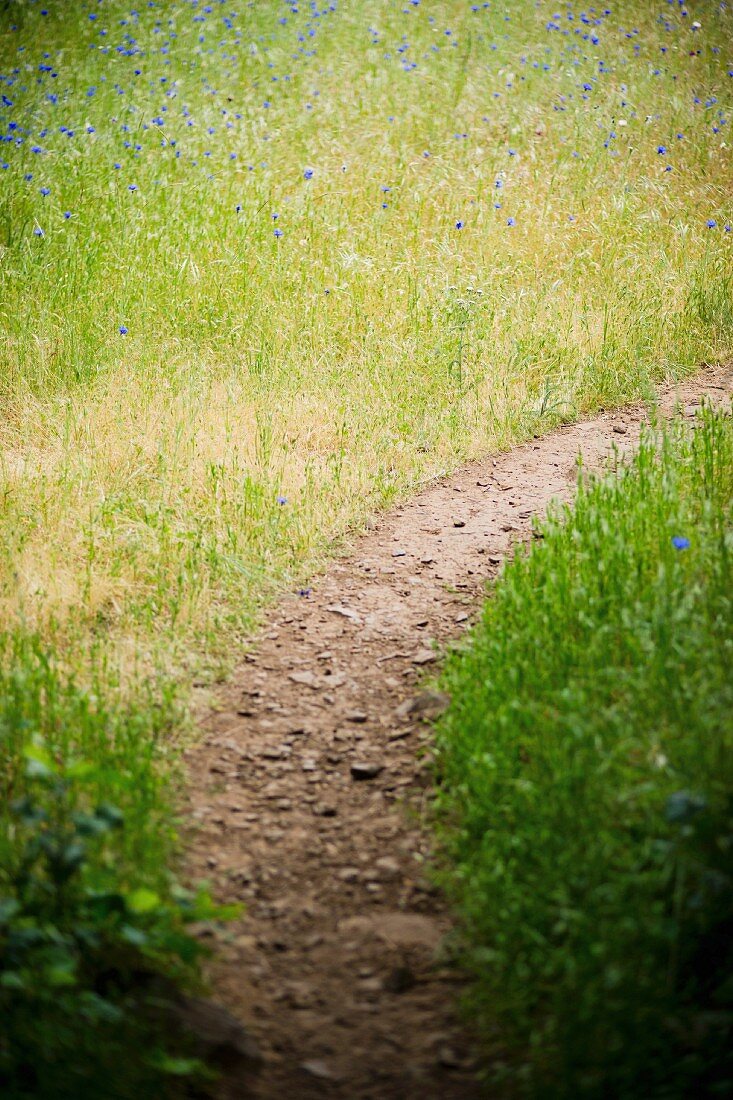 Narrow path leading through meadow