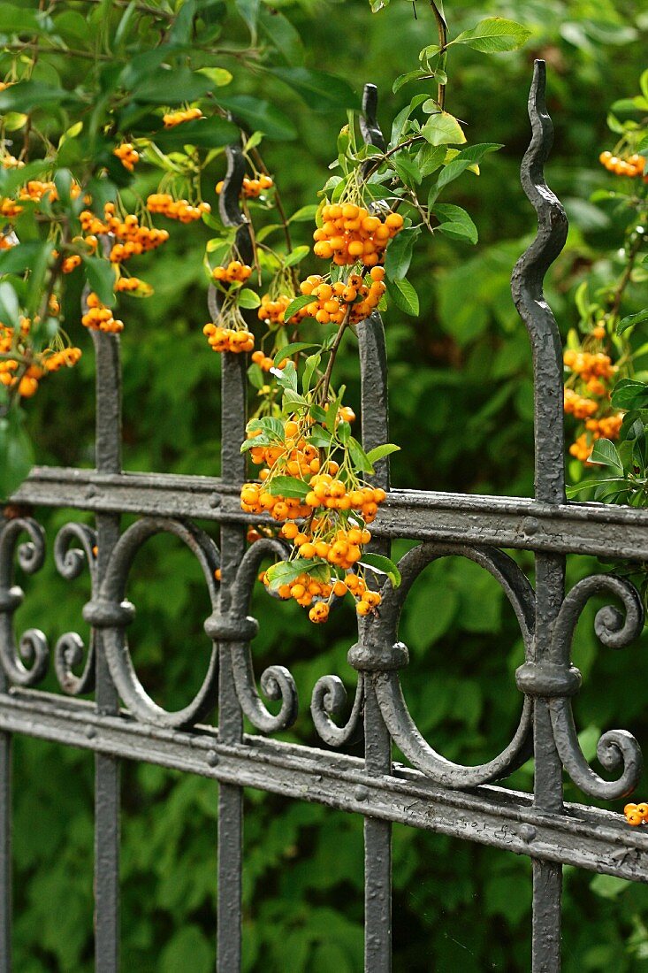 Berries on Pyracantha growing over wrought iron garden fence