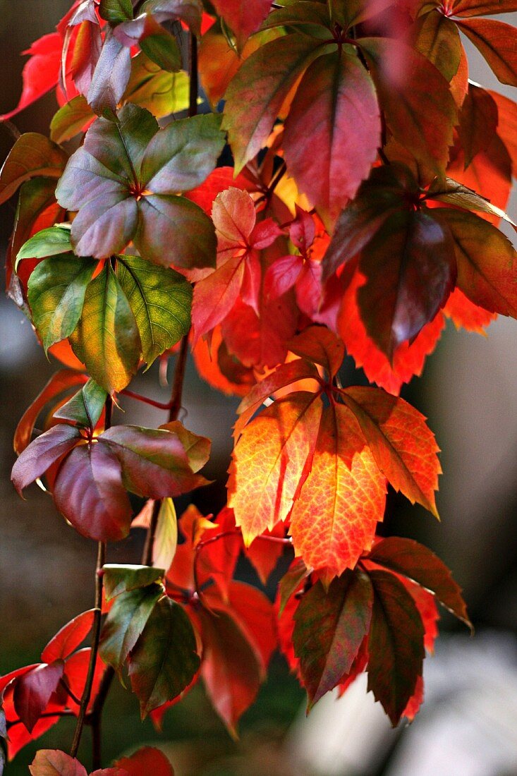 Virginia creeper in autumn colours