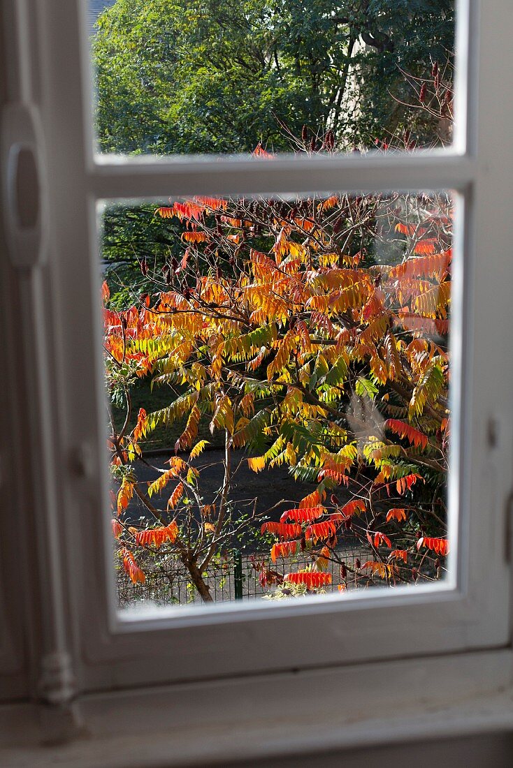 Blick aus Fenster auf Baum mit gefärbtem Herbstlaub