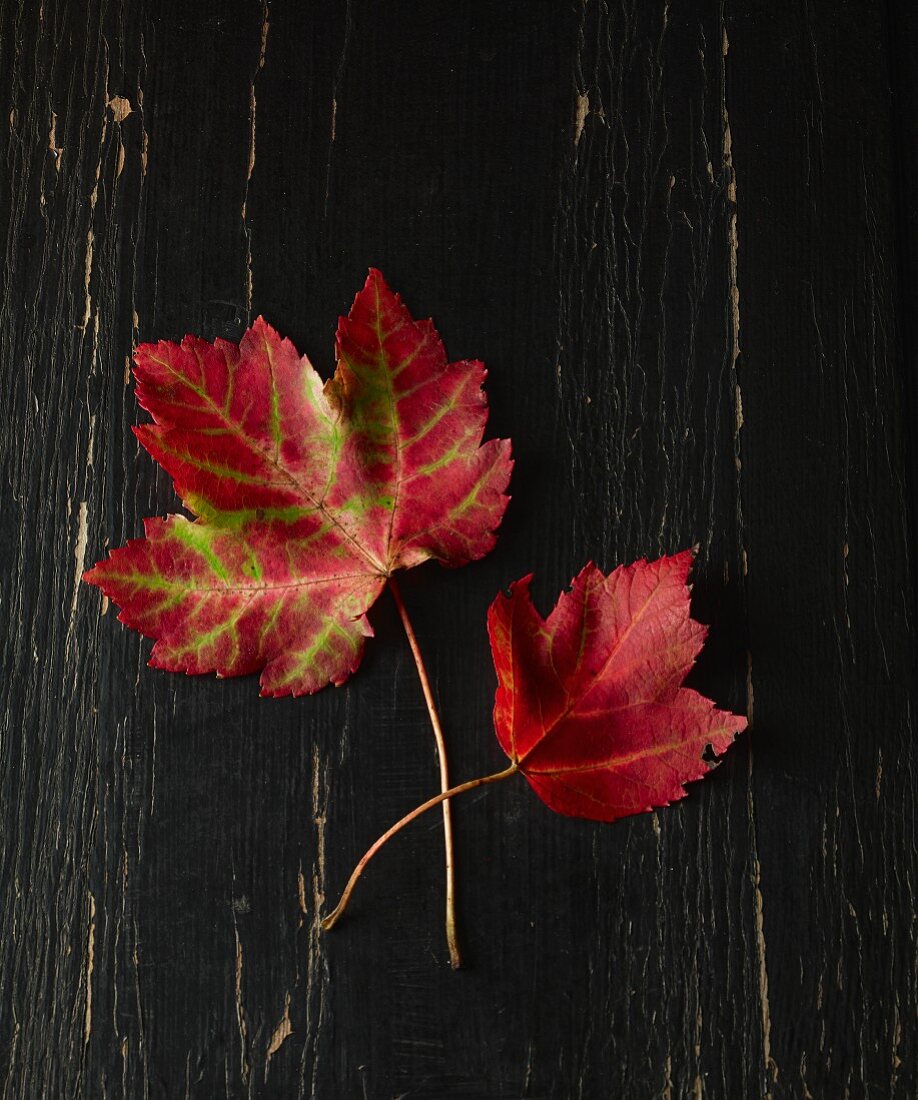 Herbstblätter auf schwarzem Holzuntergrund