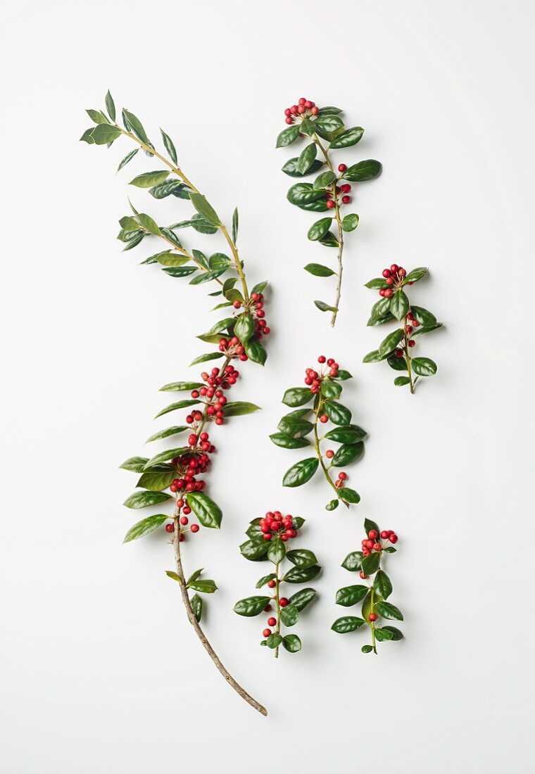 Twigs of red berries