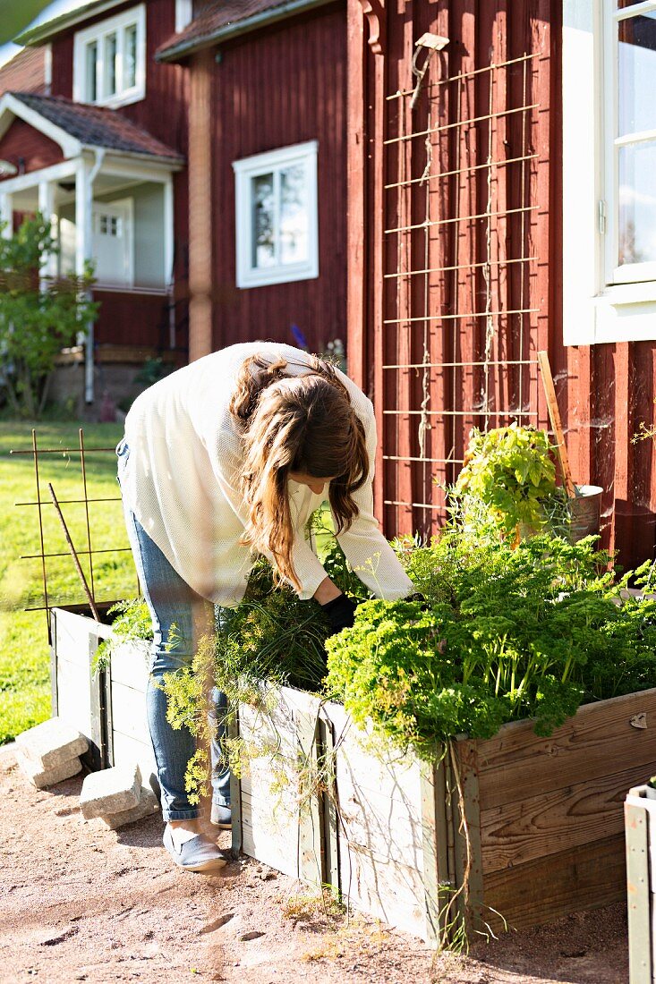 Frau bei Gartenarbeiten, Pflanztrog aus Holz vor Wohnhaus mit rotbrauner Holzfassade