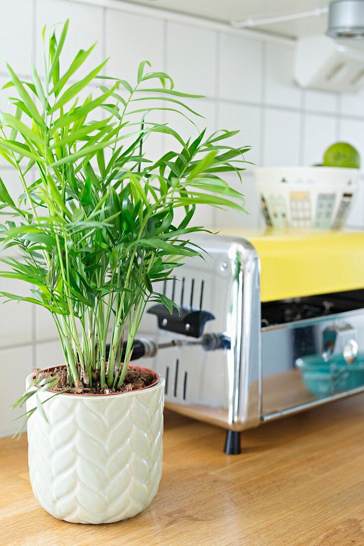 Small potted palm and retro toaster on wooden worksurface