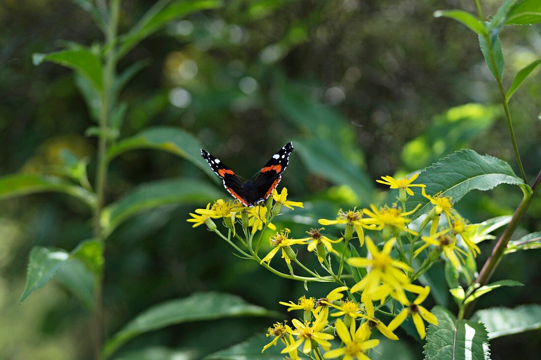 Schmetterling auf gelben Blüten im Garten