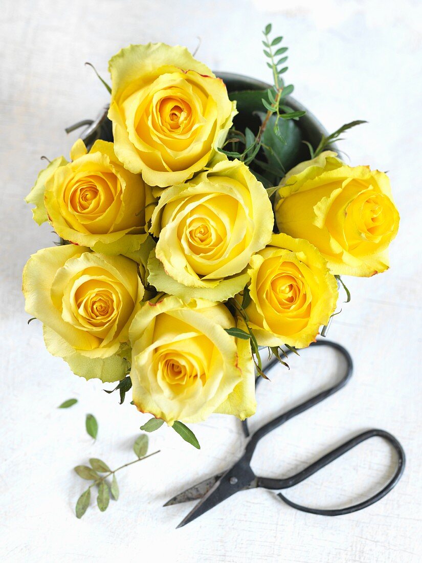 Yellow roses and Japanese shears