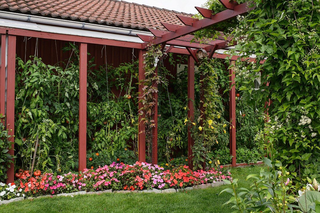 Flowerbed in front of tomato plants in climber-covered veranda next to wooden pergola painted rusty red