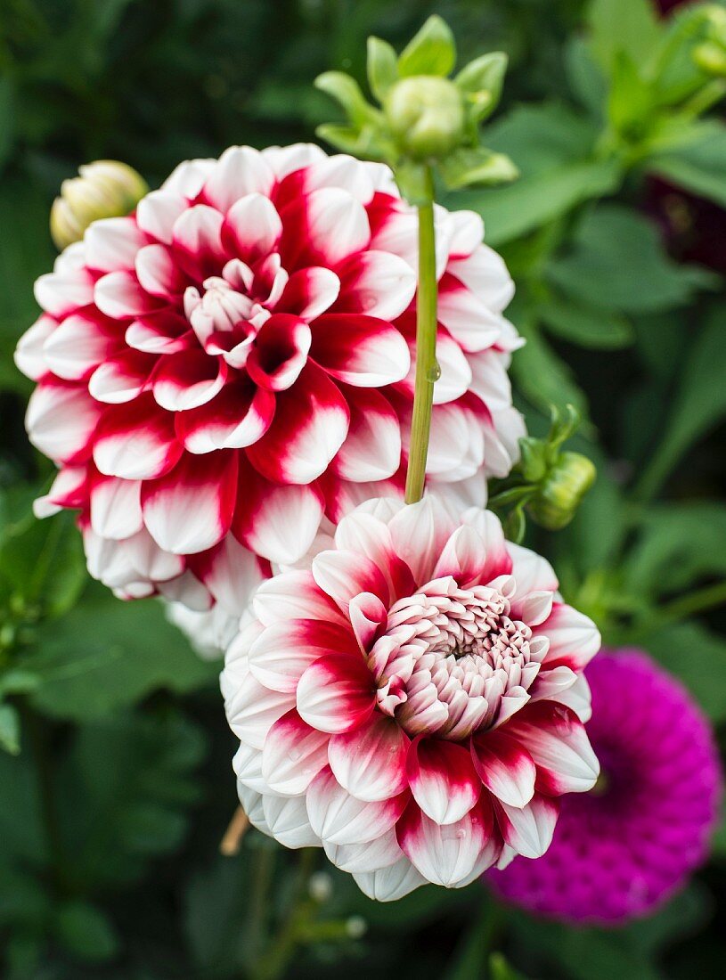 Red and white patterned dahlias