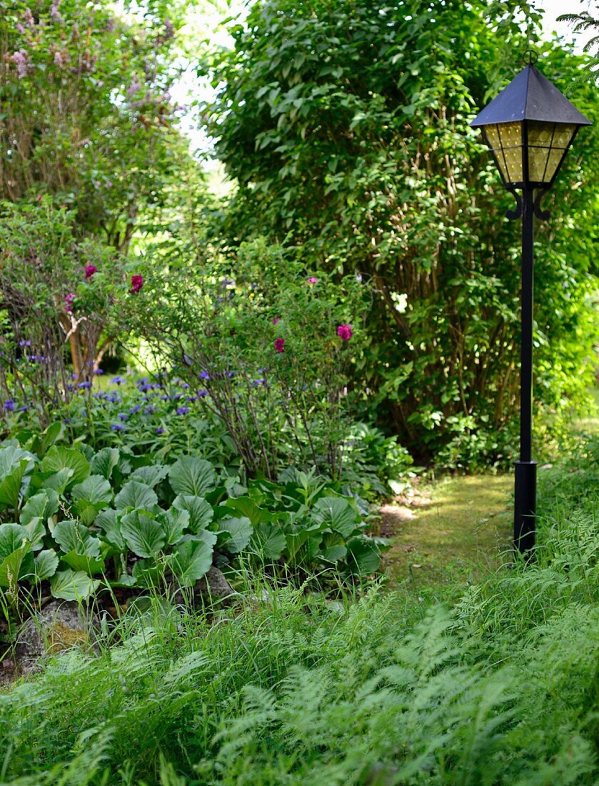 Laterne als romantische Beleuchtung in naturnahem Garten mit Bergenien und Farn