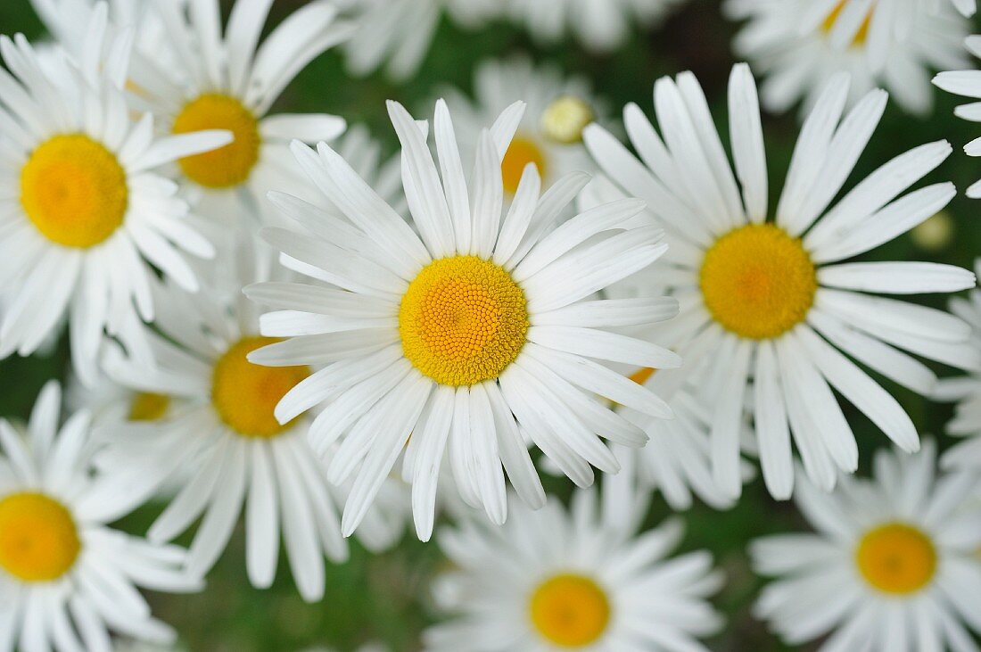 Gänseblümchen