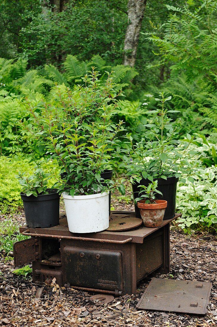 Potted plants on disused wood-fired cooker in garden