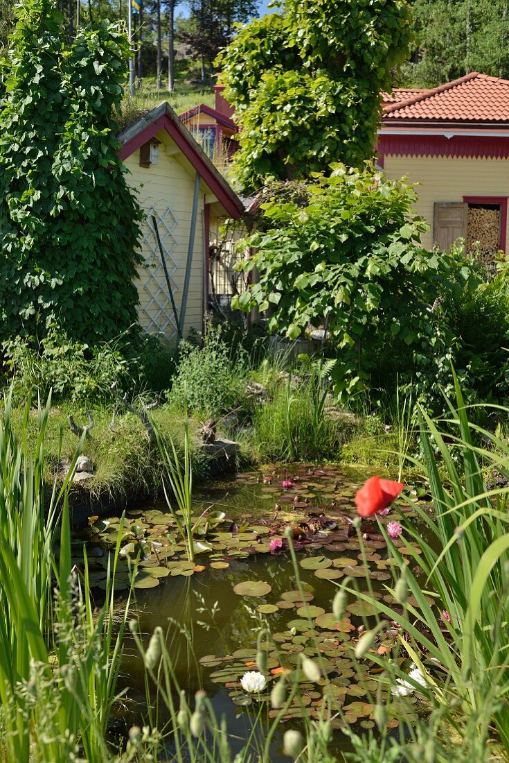 Gartenteich mit Seerosen, im Hintergrund ländliches Anwesen