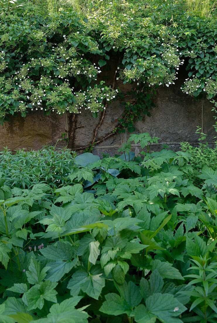 Various foliage plants in front of climber-covered garden wall