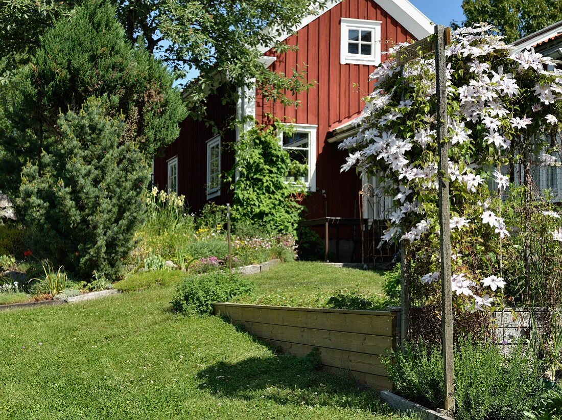 Sonnenbeschienener Garten mit weiss blühendem Klematis, im Hintergrund rotbraun gestrichenes Holzhaus