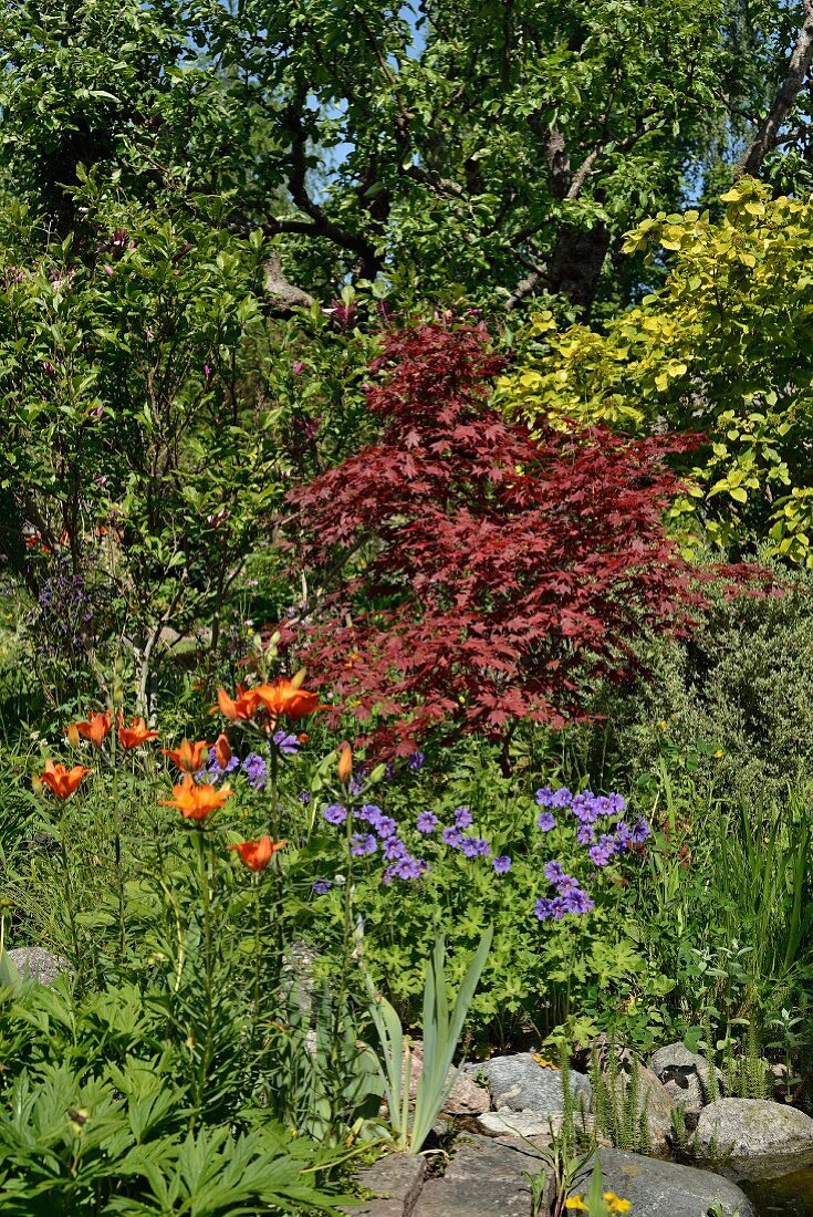 Roter Ahornbaum, Feuerlilie und Himalaya-Storchschnabel in sommerlichem Garten