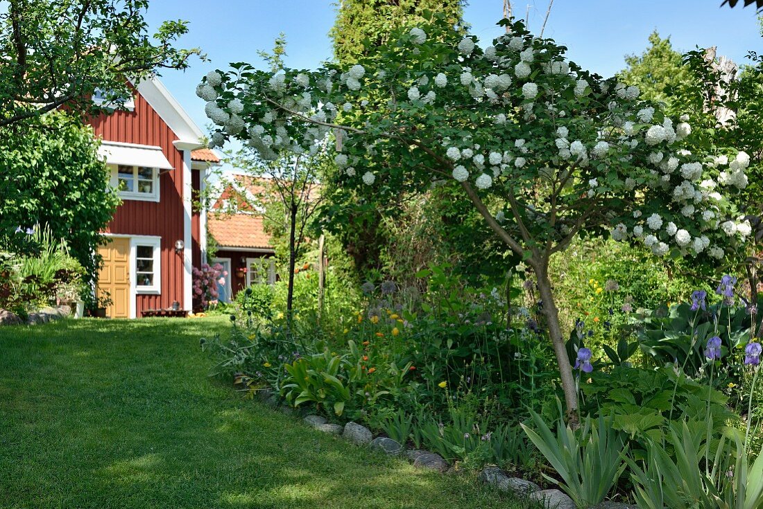 Schneeball-Baum in sommerlichem Garten, im Hintergrund Schwedenhaus