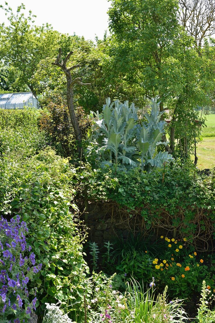 Dicht bewachsener Bereich mit Eselsdistel (Onopordum acanthium) im Garten