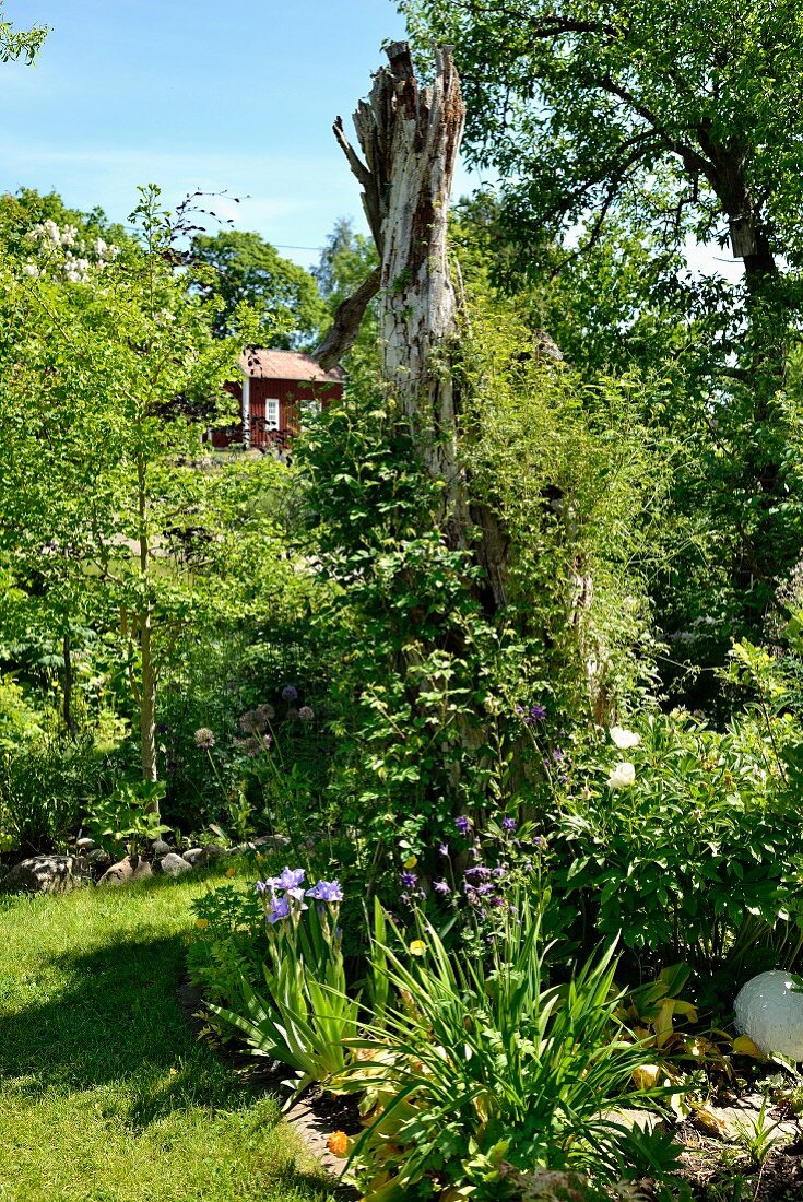 Bed of flowering iris in summery garden