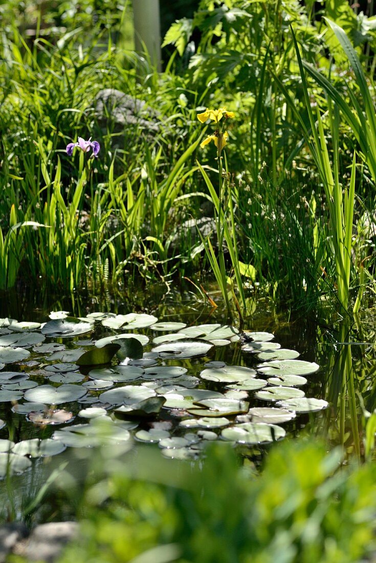 Water lilies and flowering iris in pond