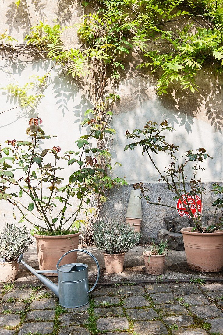 Planters and zinc watering can on floor in front of climber-covered courtyard wall