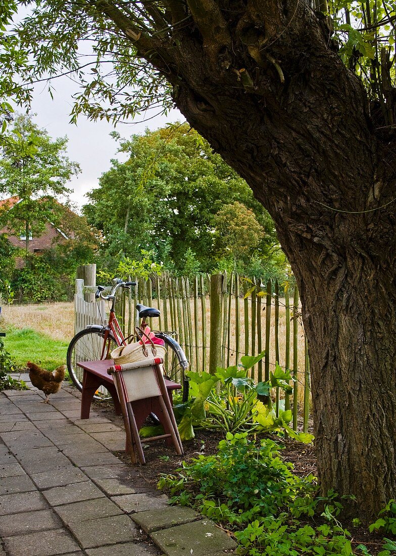 Bench and bicycles behind tree and next to garden fence