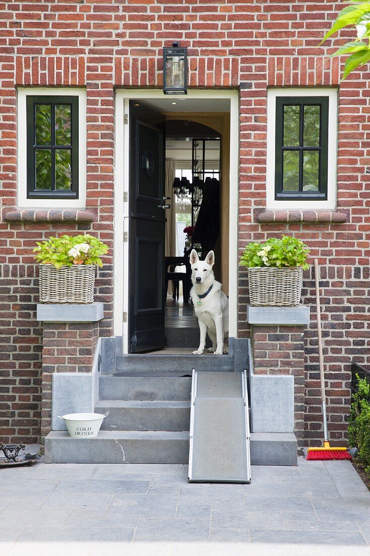Betonierte Treppe vor Hauseingang mit Ziegelfassade, in offener Tür Hund