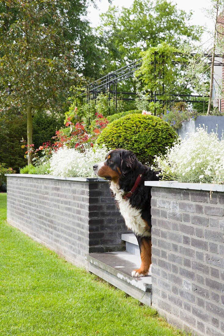 Hund auf Treppe zwischen Brüstungsmauer einer Terrasse, vor sommerlichem Garten