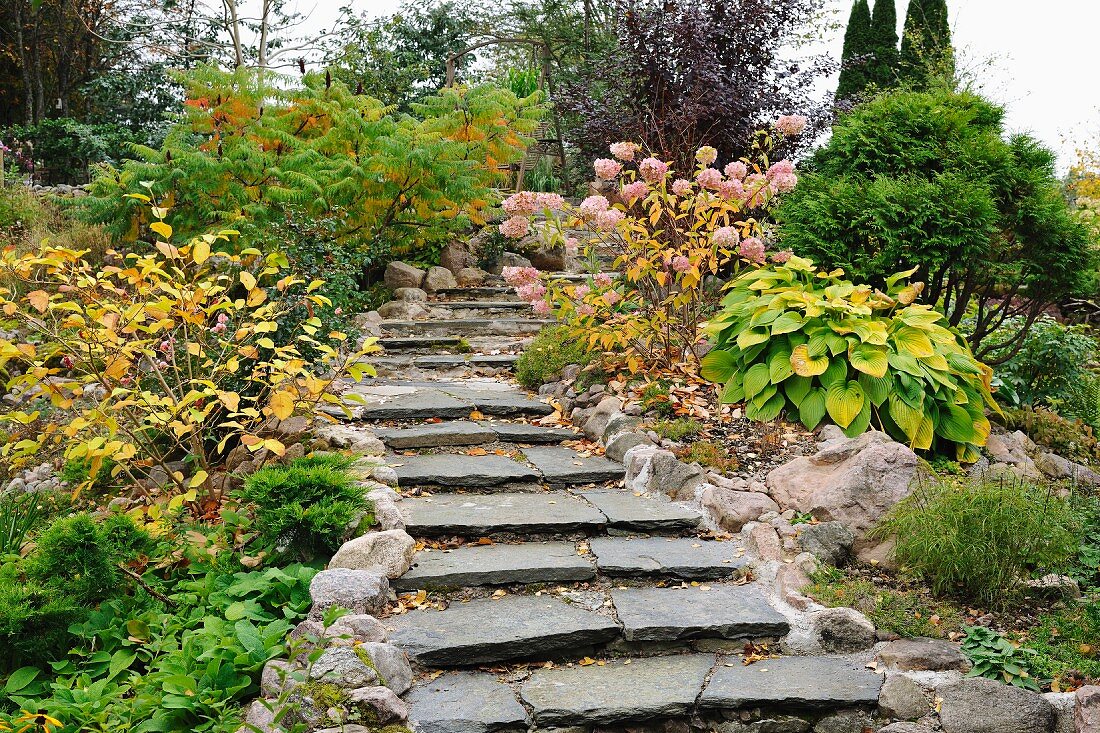 Curved flight of shallow stone steps leading between autumnal garden plants