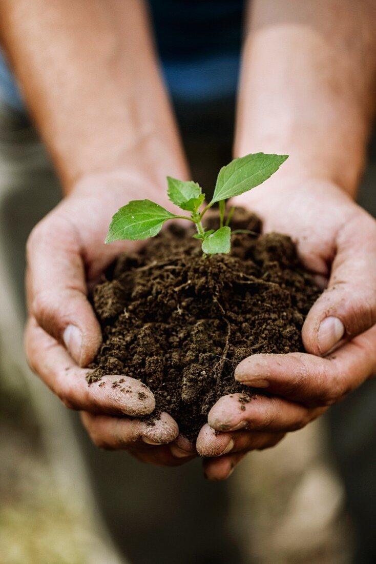 Man holding seedling and soil in cupped hands