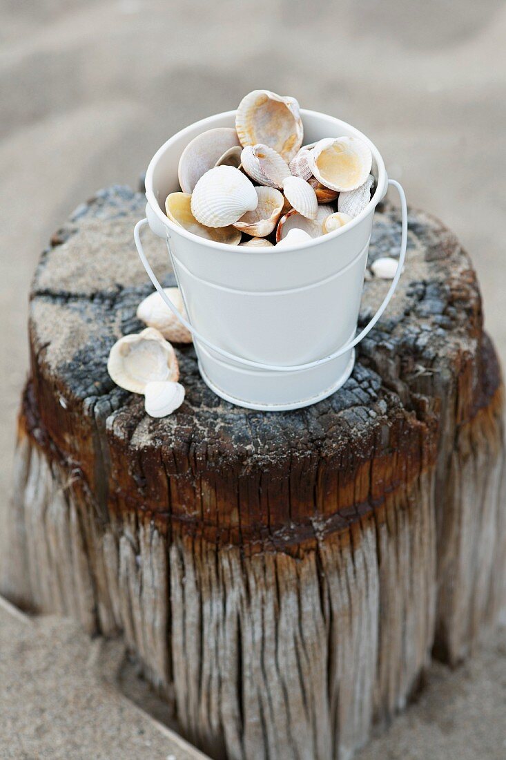 Bucket of seashells on weathered wooden post