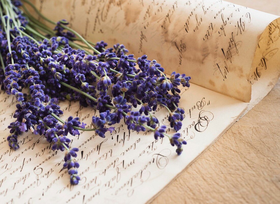 Posy of lavender on antique handwritten page