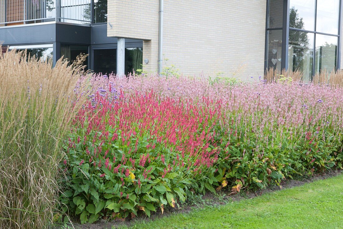 Flowering shrubs and ornamental grasses outside contemporary house