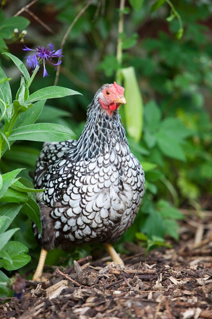 Huhn mit schwarz-weißem Gefieder (Wyandotte) im Garten