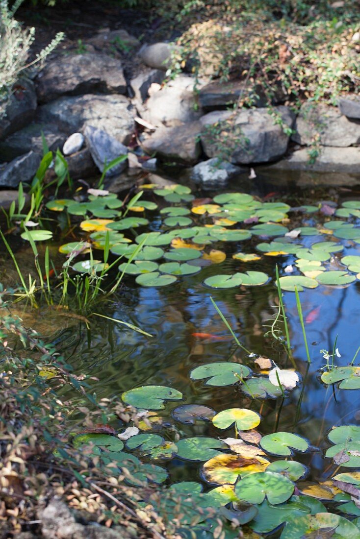 Garden pond with waterlilies and goldfish
